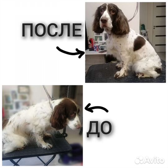 Стрижка собак и кошек. Груминг