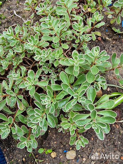 Почвопокровные, сирень