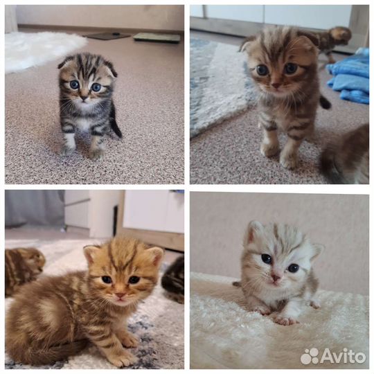 Шотландские котята