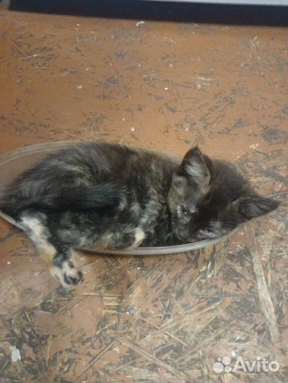 Кошки бесплатно