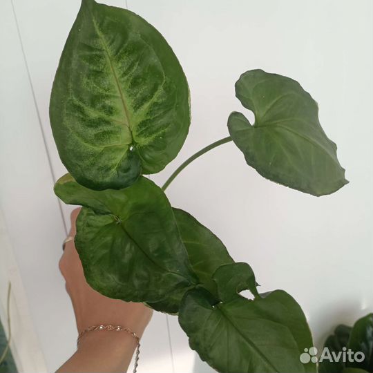 Сингониумы