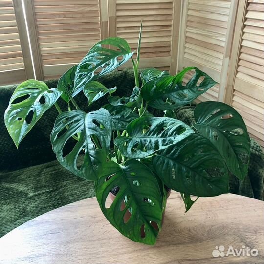 Комнатные растения