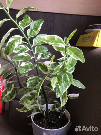 Комнатое растение(педилантус)