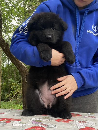 Щенки немецкой овчарки