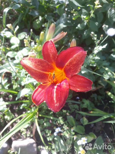 Лилейники сортовые