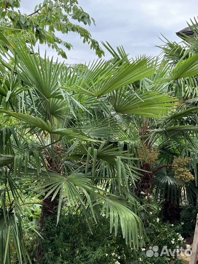 Пальма трахикарпус