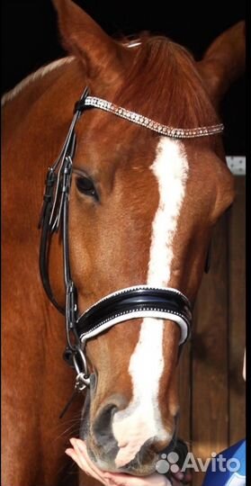 Мундштучное оголовье