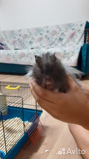 Сирийский хомяк с клеткой