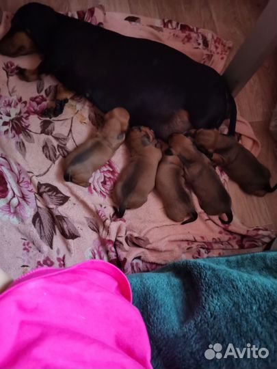 Такса щенки