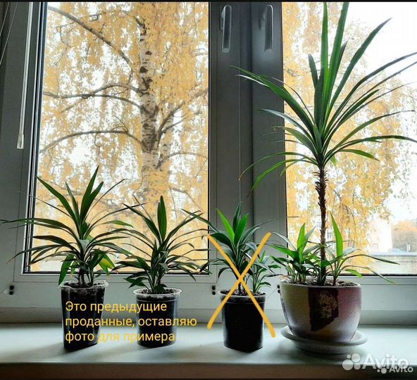 Молодые пальмы Драцены, неприхотливы, дадут деток