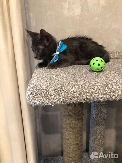 Мальчик в добрые руки