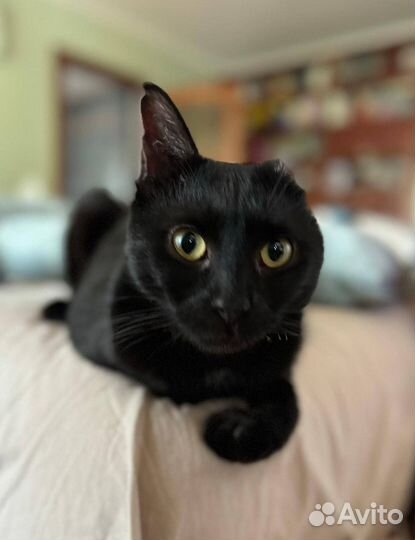 Кот в добрые руки