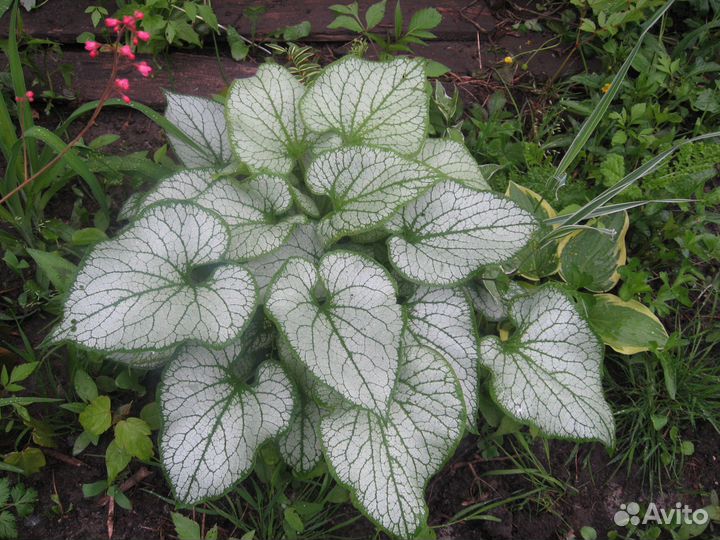 Многолетние садовые растения