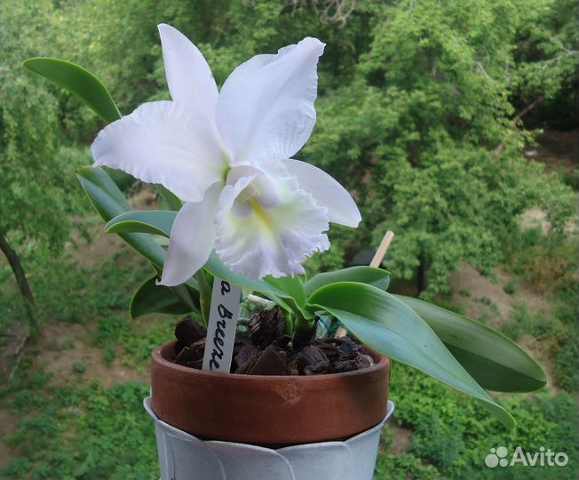 Каттлея и Бульб. ортосепалум-как Bulb phalaenopsis