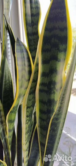 Сансевиерия (Щучий хвост)