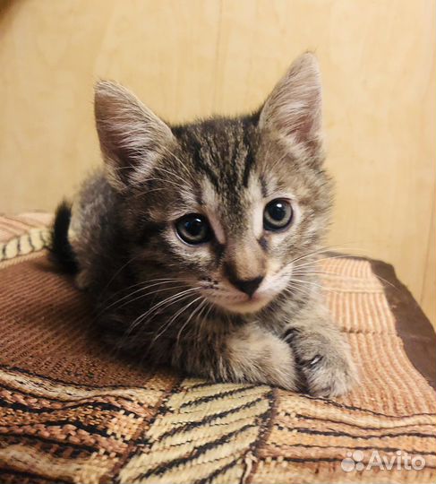 Котенок