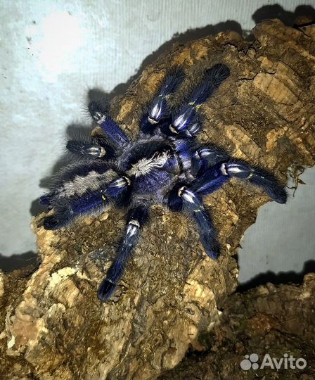 Пауки-Птицееды