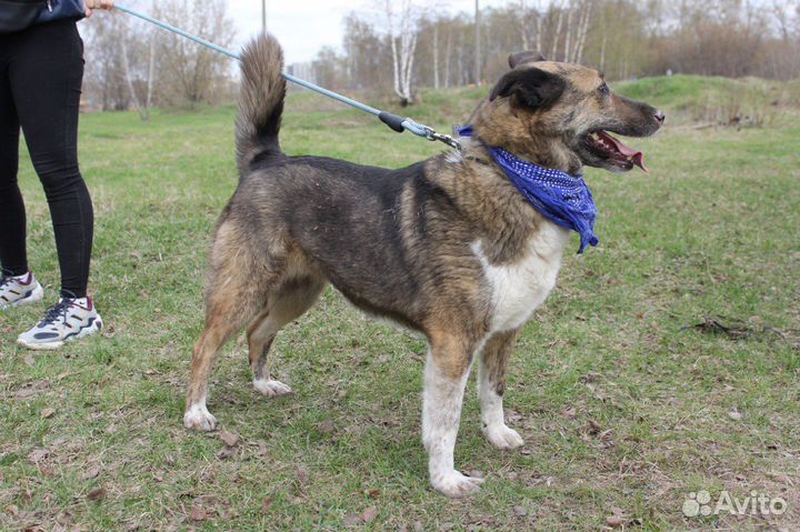 Добрая молодая собака Даша ищет дом