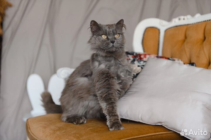 Хром ищет дом