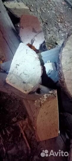 Сувель березовый