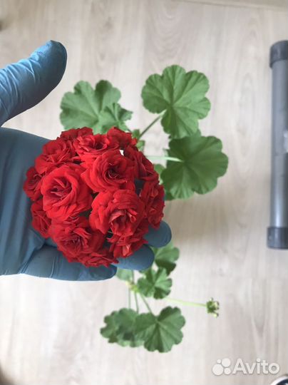 Цветущие Черенки сортовых Пеларгоний и Гераней