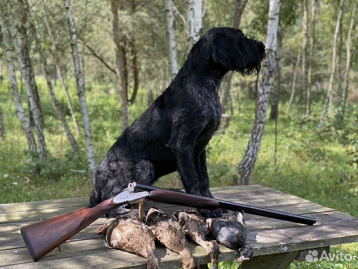 Натаска легавых