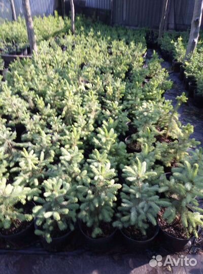 Хвойные растения