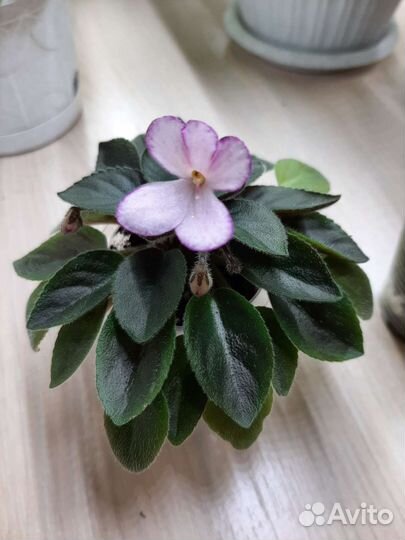 Фиалки набор