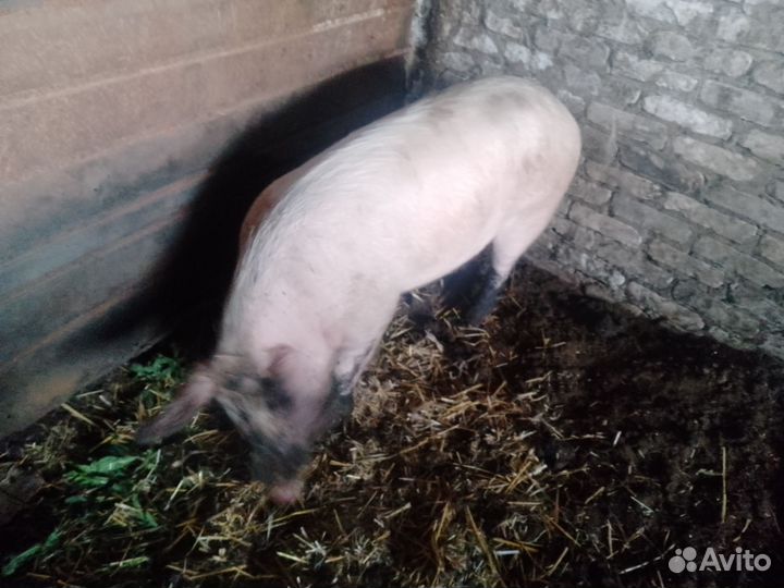 Производитель хороший