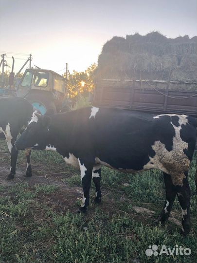 Тёлка полуторка