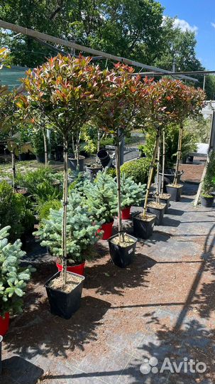 Фотиния на штамбе