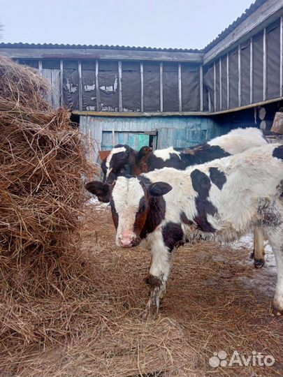 Телочка3 месяца