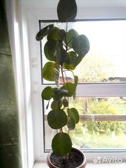 Цветы для офиса