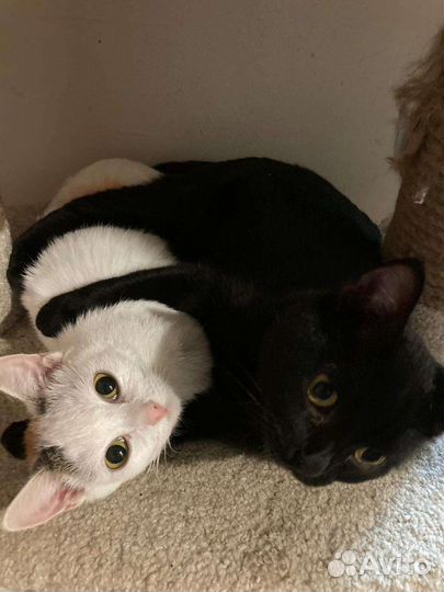 Кошечка в добрые руки