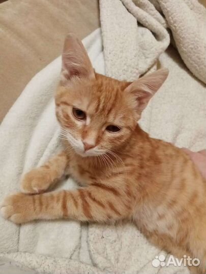 Кошка в дар бесплатно