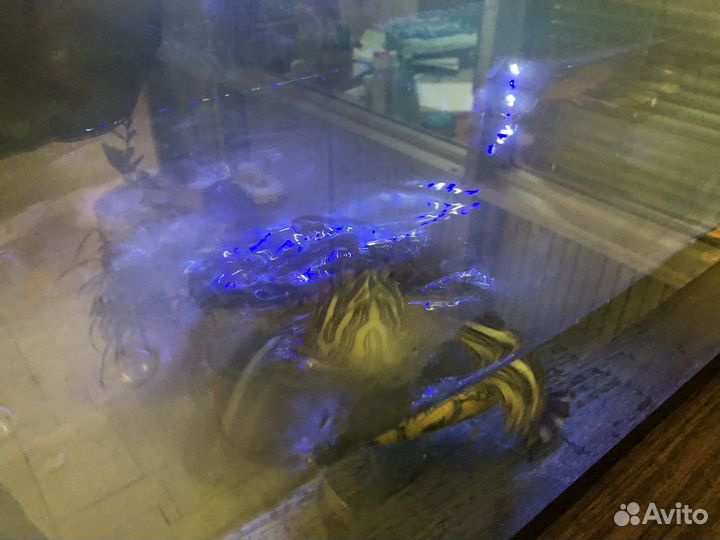 Черепашка красноухая с аквариумом