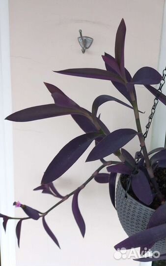 Оксалис, Сеткреазия, Толстянка