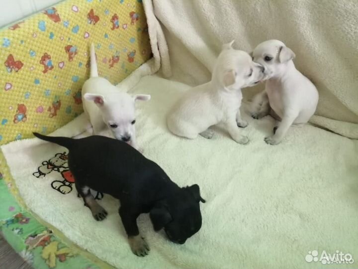 Той-терьер детки