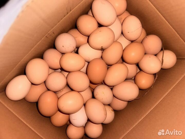 Яйца домашние деревенские