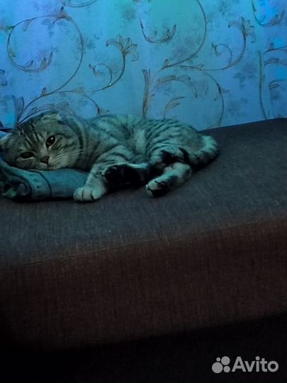Шотландский вислоухий кот