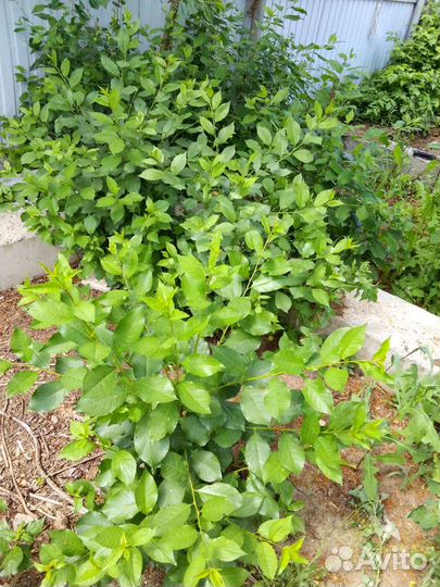 Саженцы вишни