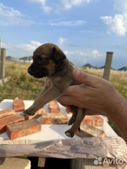 Двортерьер