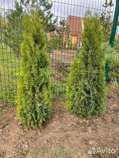 Туя Смарагд extra