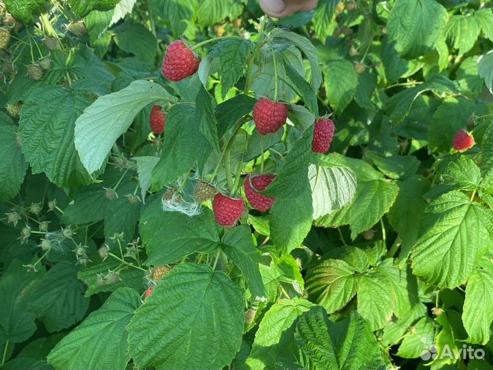 Малина и Ежевика