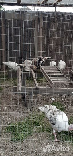 Индюки домашние