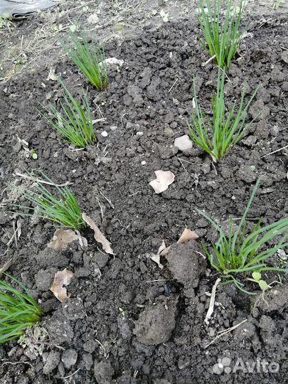 Лук Шнитт, тархун, мята-4вида,душица,мелисса