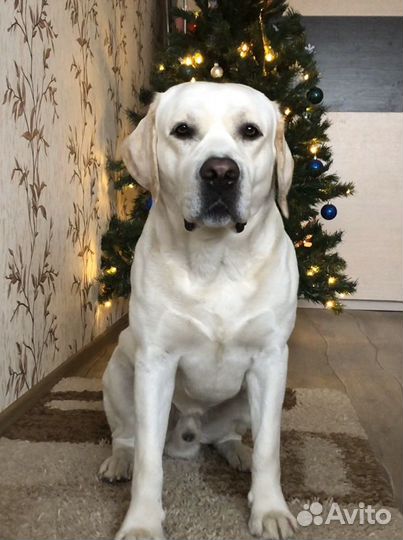 Вязка Лабрадор