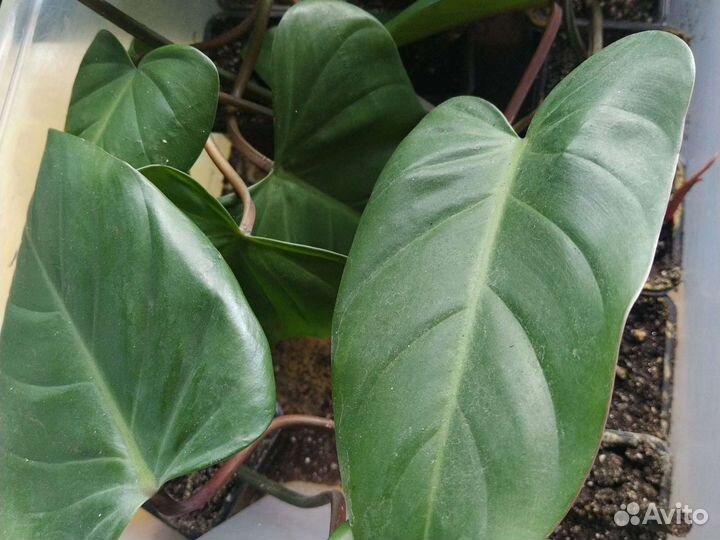 Филодендрон