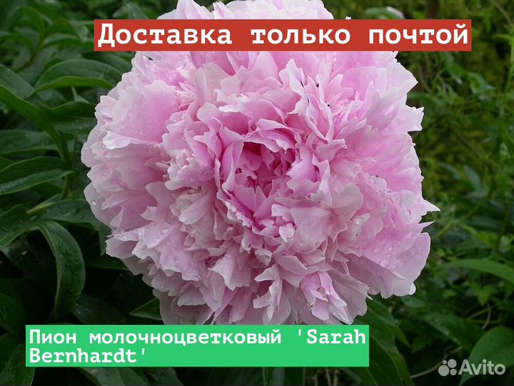 Пион молочноцветковый Sarah Bernhardt