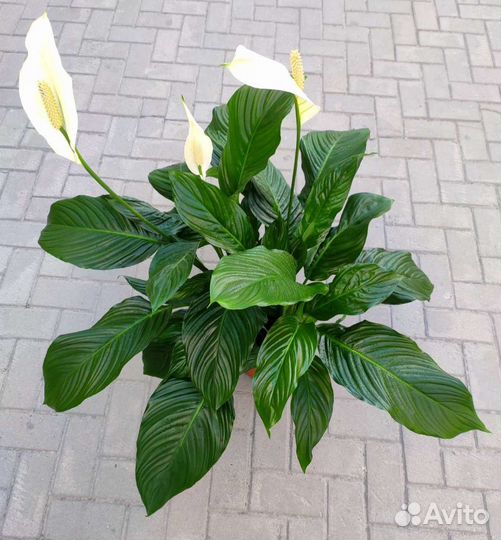 Спатифиллум Лаурета Комнатные растения